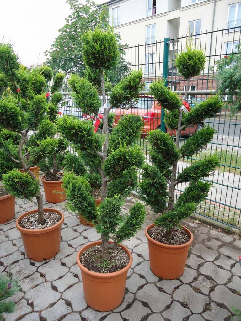 Formschnittgehlze Ihrer Grtnerei Arndt - Grtnerei Arndt